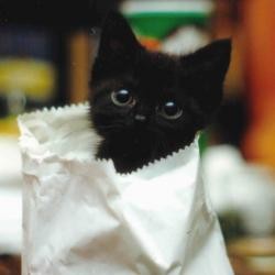 Продажа бизнеса — Не покупайте кота в мешке
